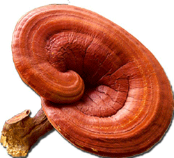 Ganoderma Coffee